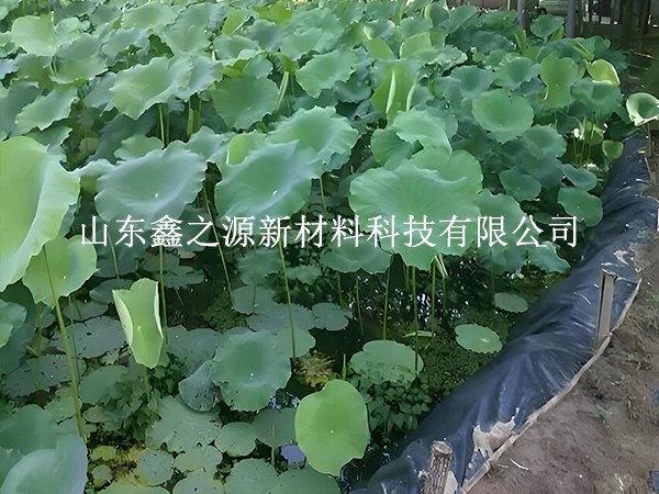 鋪設魚蝦養(yǎng)殖防滲膜，對養(yǎng)殖效率有這些關(guān)鍵影響